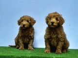 Mükemmel Kali̇tede Toy Poodle Yavru
