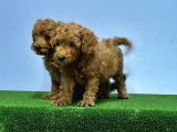 Mükemmel Kali̇tede Toy Poodle Yavru