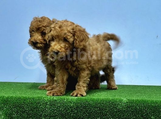 Mükemmel Kali̇tede Toy Poodle Yavru görsel