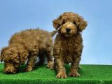 Mükemmel Kali̇tede Toy Poodle Yavru