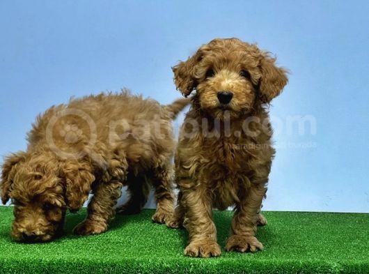Mükemmel Kali̇tede Toy Poodle Yavru görsel