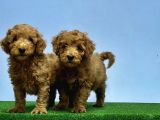Mükemmel Kali̇tede Toy Poodle Yavru