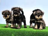 Mükemmel Kali̇tede Mi̇nyatür Schnauzer Yavrular