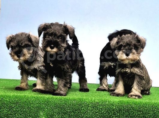 Mükemmel Kali̇tede Mi̇nyatür Schnauzer Yavrular