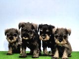 Mükemmel Kali̇tede Mi̇nyatür Schnauzer Yavrular