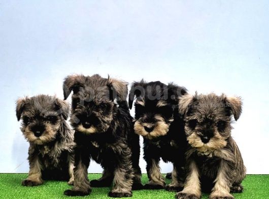 Mükemmel Kali̇tede Mi̇nyatür Schnauzer Yavrular görsel