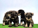 Mükemmel Kali̇tede Mi̇nyatür Schnauzer Yavrular