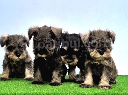 Mükemmel Kali̇tede Mi̇nyatür Schnauzer Yavrular görsel