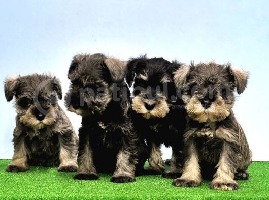 Mükemmel Kali̇tede Mi̇nyatür Schnauzer Yavrular görsel