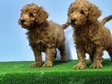 Mükemmel Kali̇tede Toy Poodle Yavru