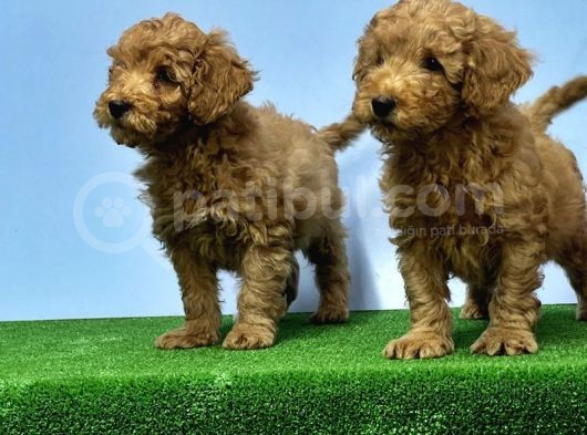Mükemmel Kali̇tede Toy Poodle Yavru görsel