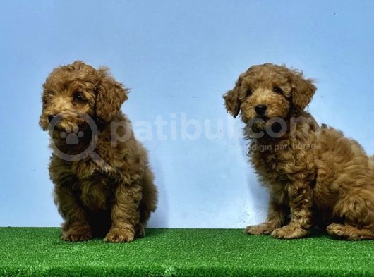 Mükemmel Kali̇tede Toy Poodle Yavru görsel