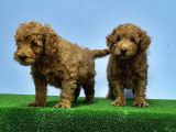 Mükemmel Kali̇tede Toy Poodle Yavru