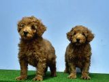 Mükemmel Kali̇tede Toy Poodle Yavru