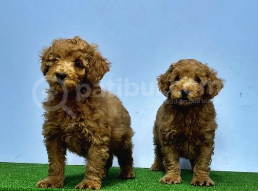 Mükemmel Kali̇tede Toy Poodle Yavru görsel