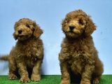 Mükemmel Kali̇tede Toy Poodle Yavru
