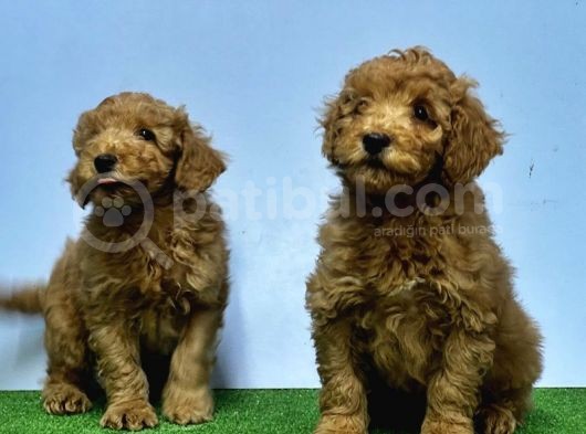 Mükemmel Kali̇tede Toy Poodle Yavru görsel