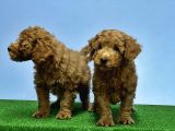 Mükemmel Kali̇tede Toy Poodle Yavru