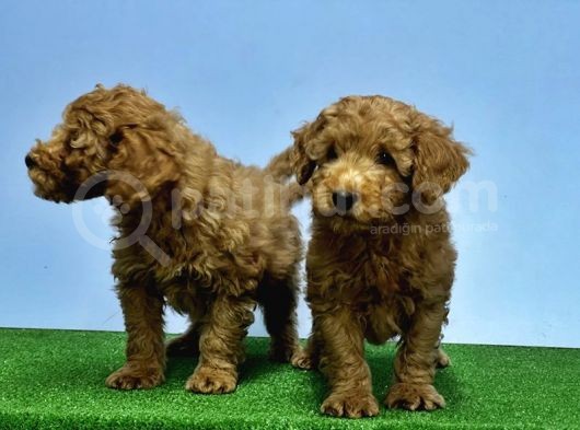 Mükemmel Kali̇tede Toy Poodle Yavru görsel