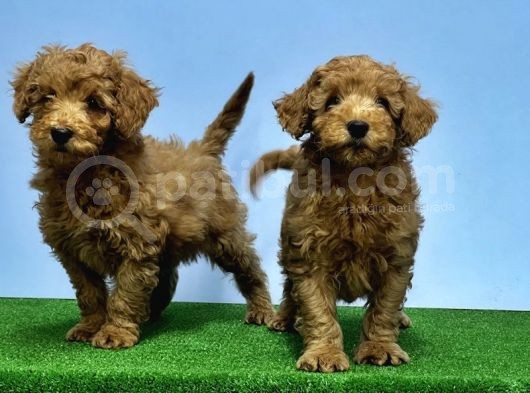 Mükemmel Kali̇tede Toy Poodle Yavru