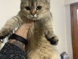 Evde Yetişen Sağlıklı Yavrular British Shorthair