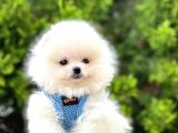 Safkan Teddy Bear Pomeranian Boo Yavrularımız
