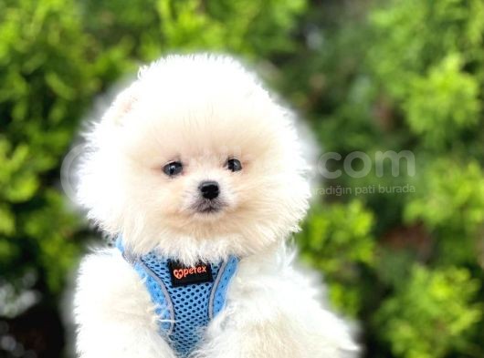 Safkan Teddy Bear Pomeranian Boo Yavrularımız görsel