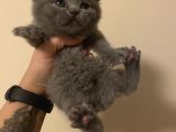 Anne Altından Sağlıklı Yavrular Blue Renk Scottish Fold
