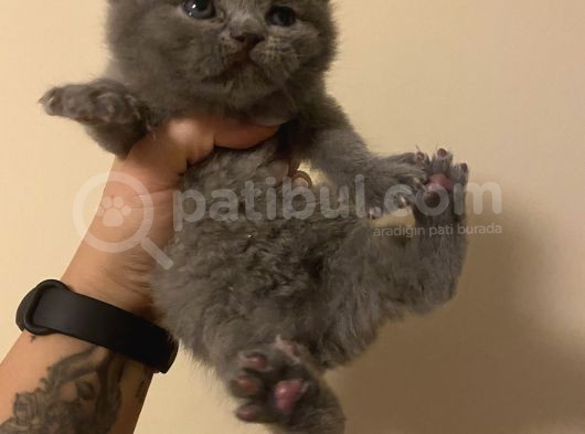 Anne Altından Sağlıklı Yavrular Blue Renk Scottish Fold görsel