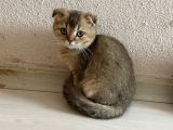 Ev Ortamında Sağlıklı Yavrular Scottish Fold
