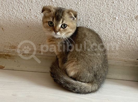 Ev Ortamında Sağlıklı Yavrular Scottish Fold görsel