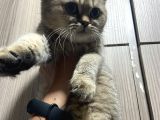 Evde Yetişen Sağlıklı Yavrular British Shorthair
