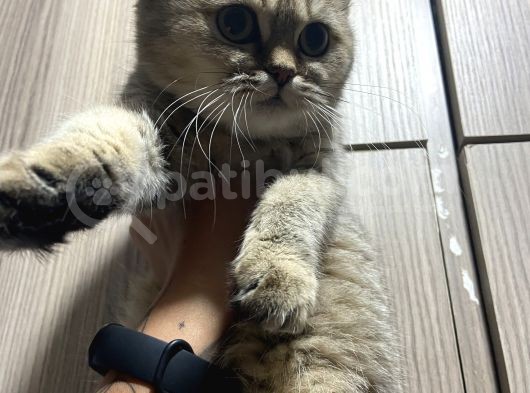 Evde Yetişen Sağlıklı Yavrular British Shorthair görsel