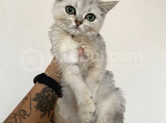 Ev Ortamında Sağlıklı Yavrular Teslime Hazır British Shorthair görsel