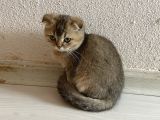 Ev Ortamında Sağlıklı Yavrular Scottish Fold