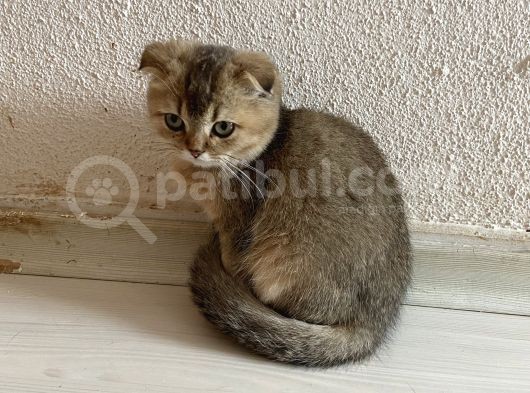 Ev Ortamında Sağlıklı Yavrular Scottish Fold görsel
