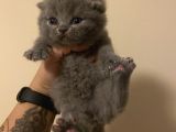 Anne Altından Sağlıklı Yavrular Blue Renk Scottish Fold