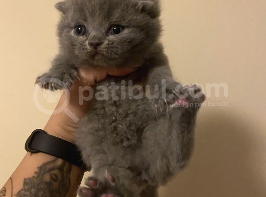 Anne Altından Sağlıklı Yavrular Blue Renk Scottish Fold görsel