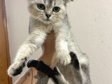 Ev Ortamında Sağlıklı Yavrular Scottish Fold