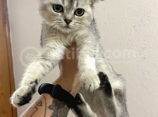 Ev Ortamında Sağlıklı Yavrular Scottish Fold
