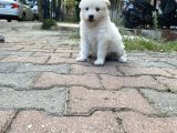 Kartopu Samoyed Yavrular Tesli̇me Hazir