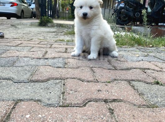 Kartopu Samoyed Yavrular Tesli̇me Hazir görsel