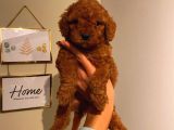 Aşili Ki̇mli̇kli̇ Red Brown Toy Poodle Yavrumuz