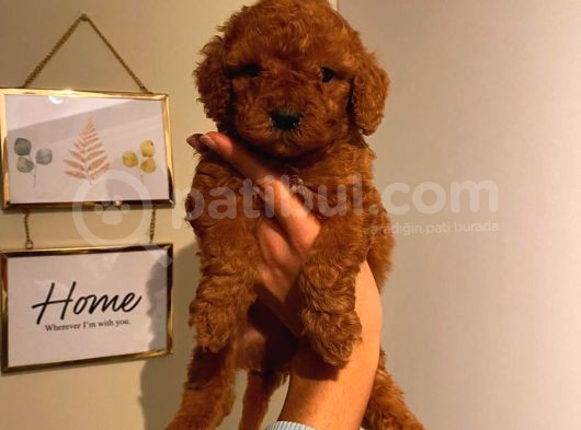 Aşili Ki̇mli̇kli̇ Red Brown Toy Poodle Yavrumuz görsel