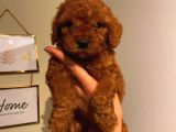 Aşili Ki̇mli̇kli̇ Red Brown Toy Poodle Yavrumuz