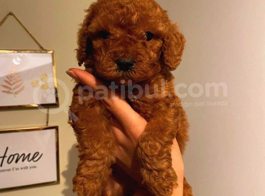 Aşili Ki̇mli̇kli̇ Red Brown Toy Poodle Yavrumuz