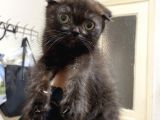 Mama Karsılıgı Verilecektir Scottish Fold