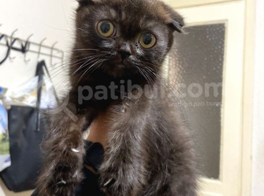 Mama Karsılıgı Verilecektir Scottish Fold görsel