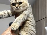 Evde Yetişen Sağlıklı Yavrular British Shorthair