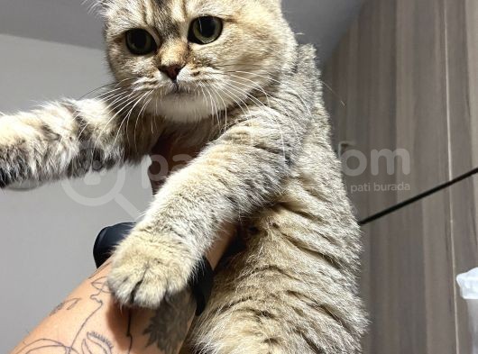 Evde Yetişen Sağlıklı Yavrular British Shorthair görsel